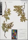 Foto von Salix hastata L.